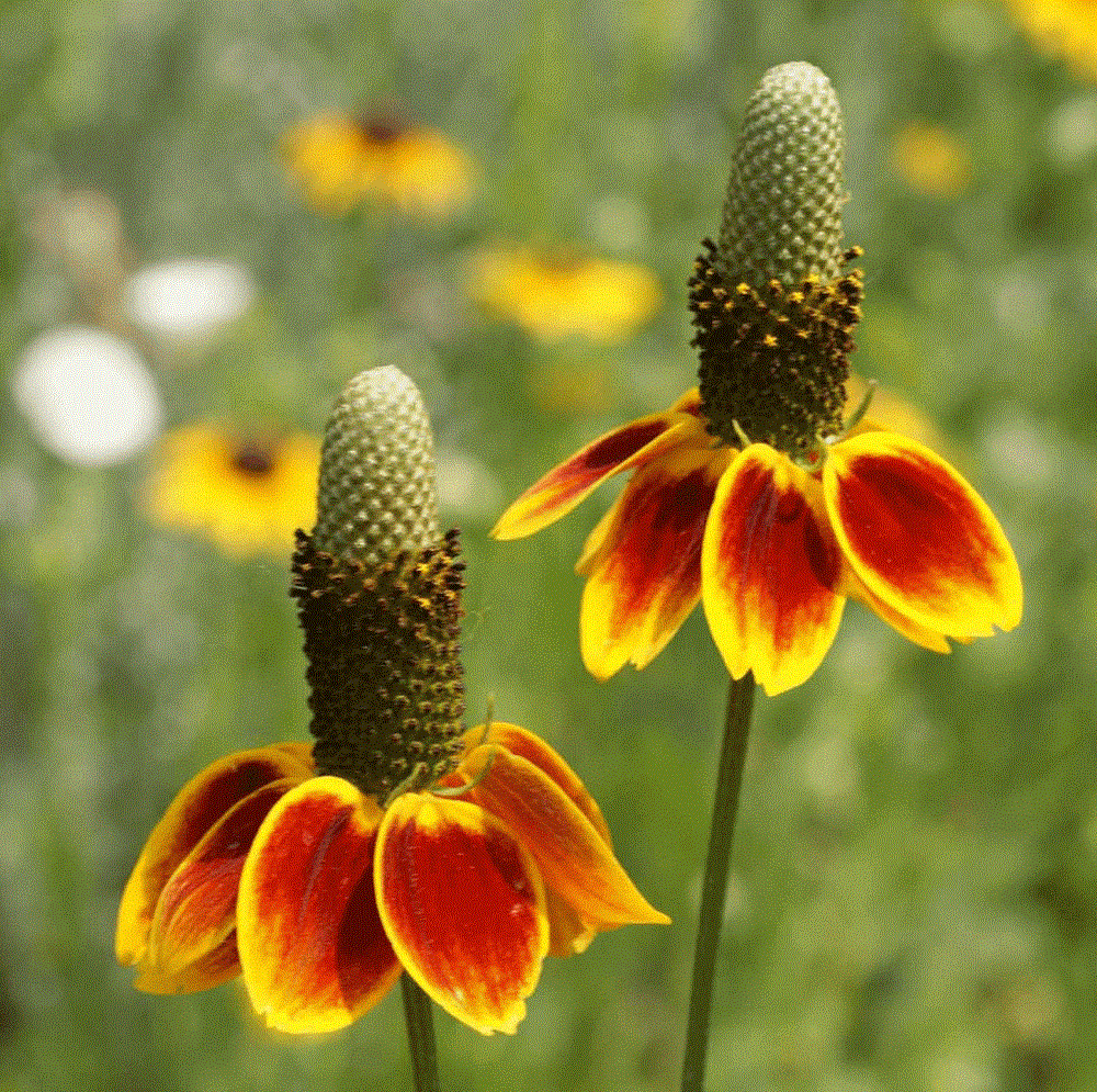 Mexican Hat Flower Seeds - Botanical Name: Ratibida columnifera
