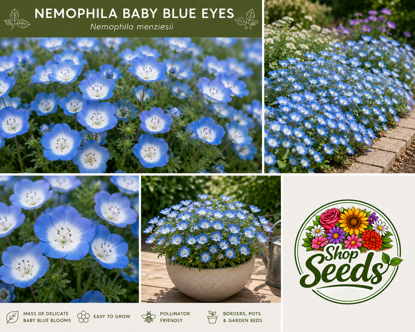 Nemophila Baby Blue Eyes Seeds – Nemophila menziesii