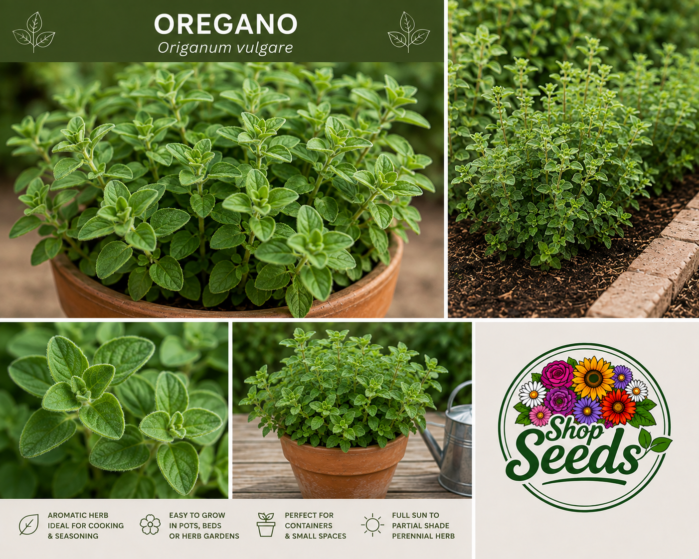 Oregano - Origanum vulgare