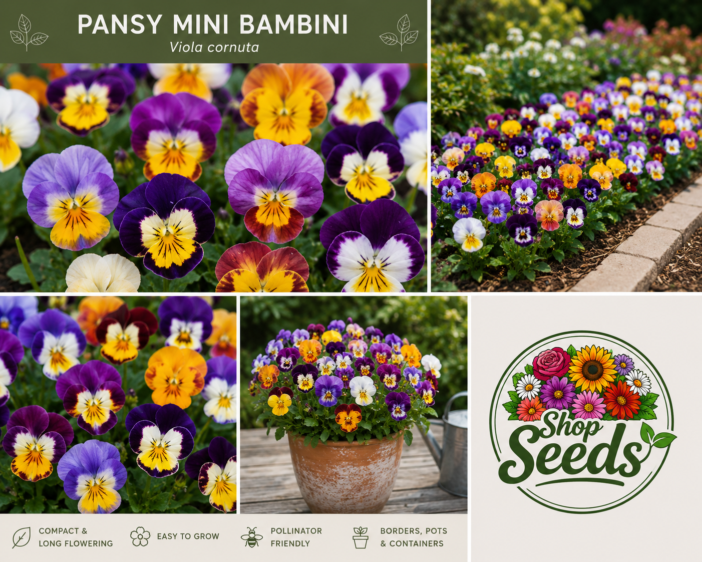 Pansy Mini Bambini Seeds – Viola cornuta