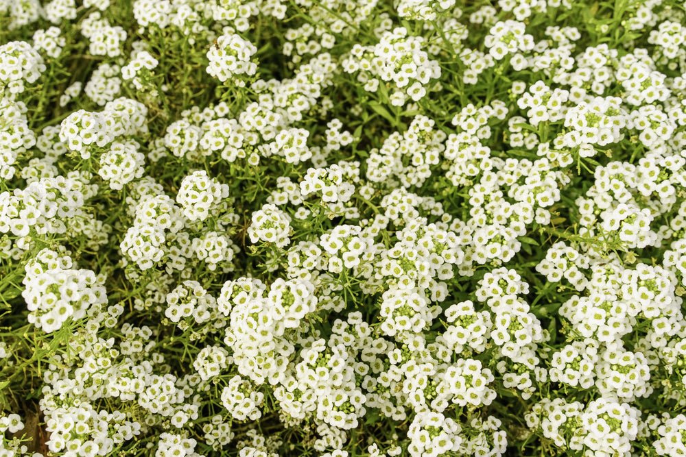 Alyssum Carpet of Snow Seeds – Lobularia maritima - SHOP SEEDS