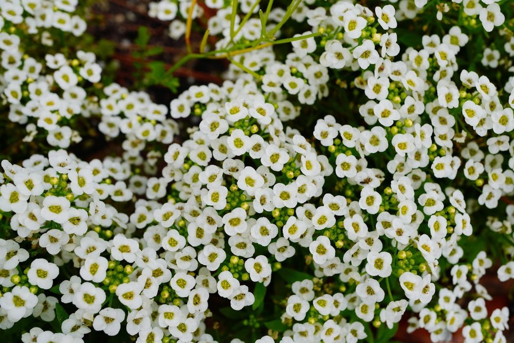 Alyssum Carpet of Snow Seeds – Lobularia maritima - SHOP SEEDS