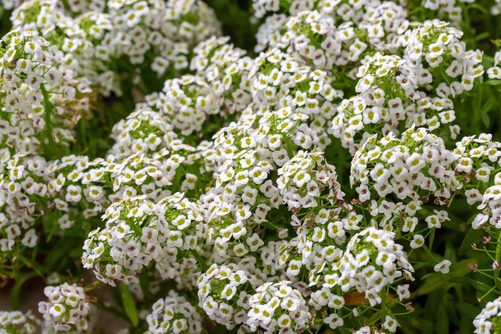 Alyssum Carpet of Snow Seeds – Lobularia maritima - SHOP SEEDS