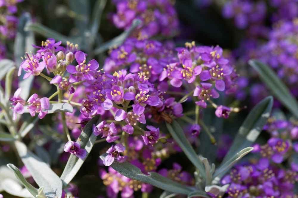 Alyssum Royal Carpet Seeds – Lobularia maritima - SHOP SEEDS