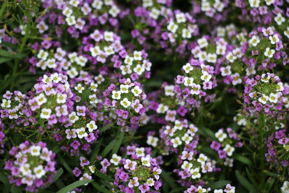 Alyssum Royal Carpet Seeds – Lobularia maritima - SHOP SEEDS