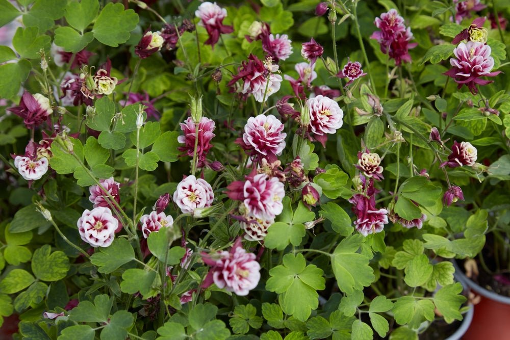Aquilegia Double Flowered Mix Seeds – Aquilegia vulgaris - SHOP SEEDS