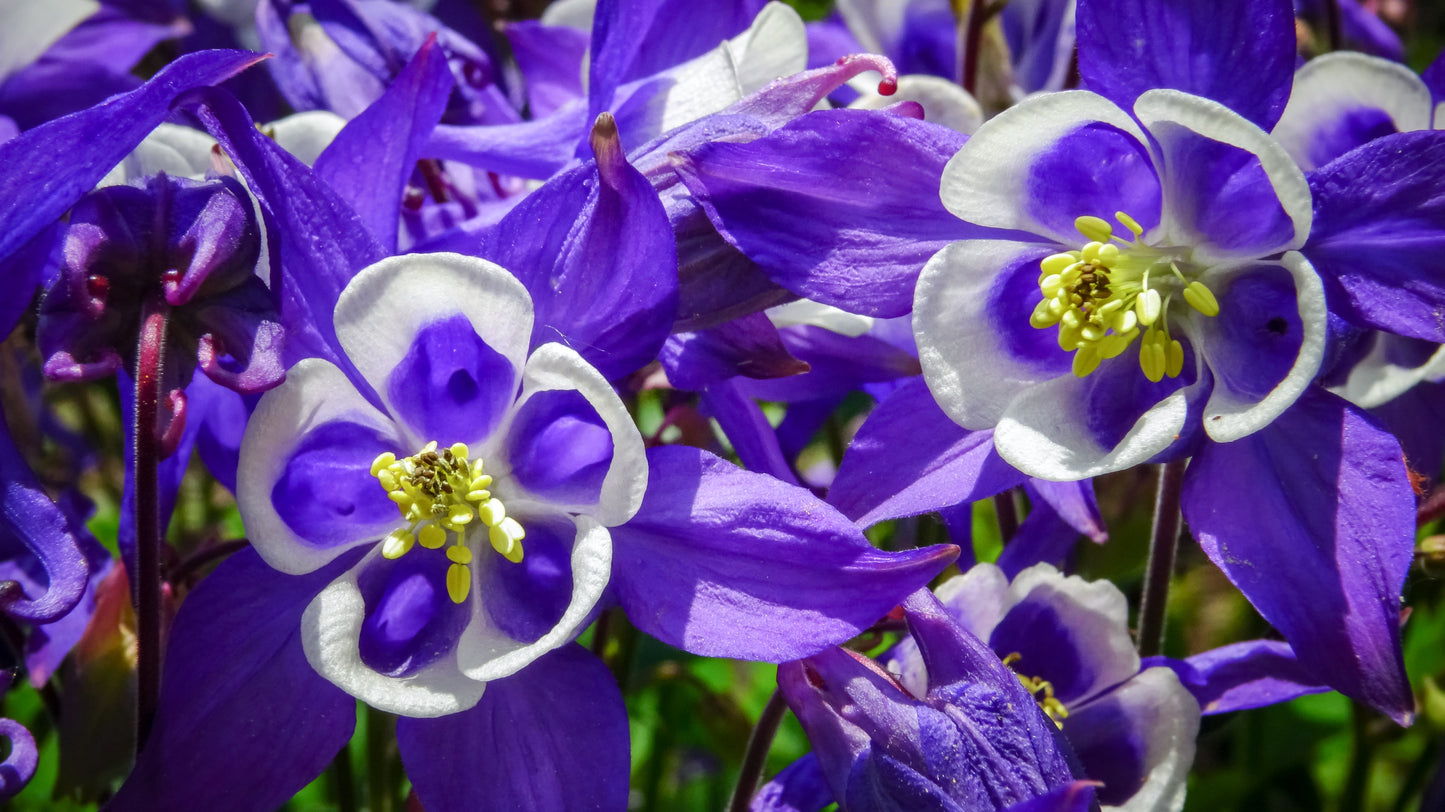Aquilegia Giants Mix Seeds – Aquilegia caerulea - SHOP SEEDS