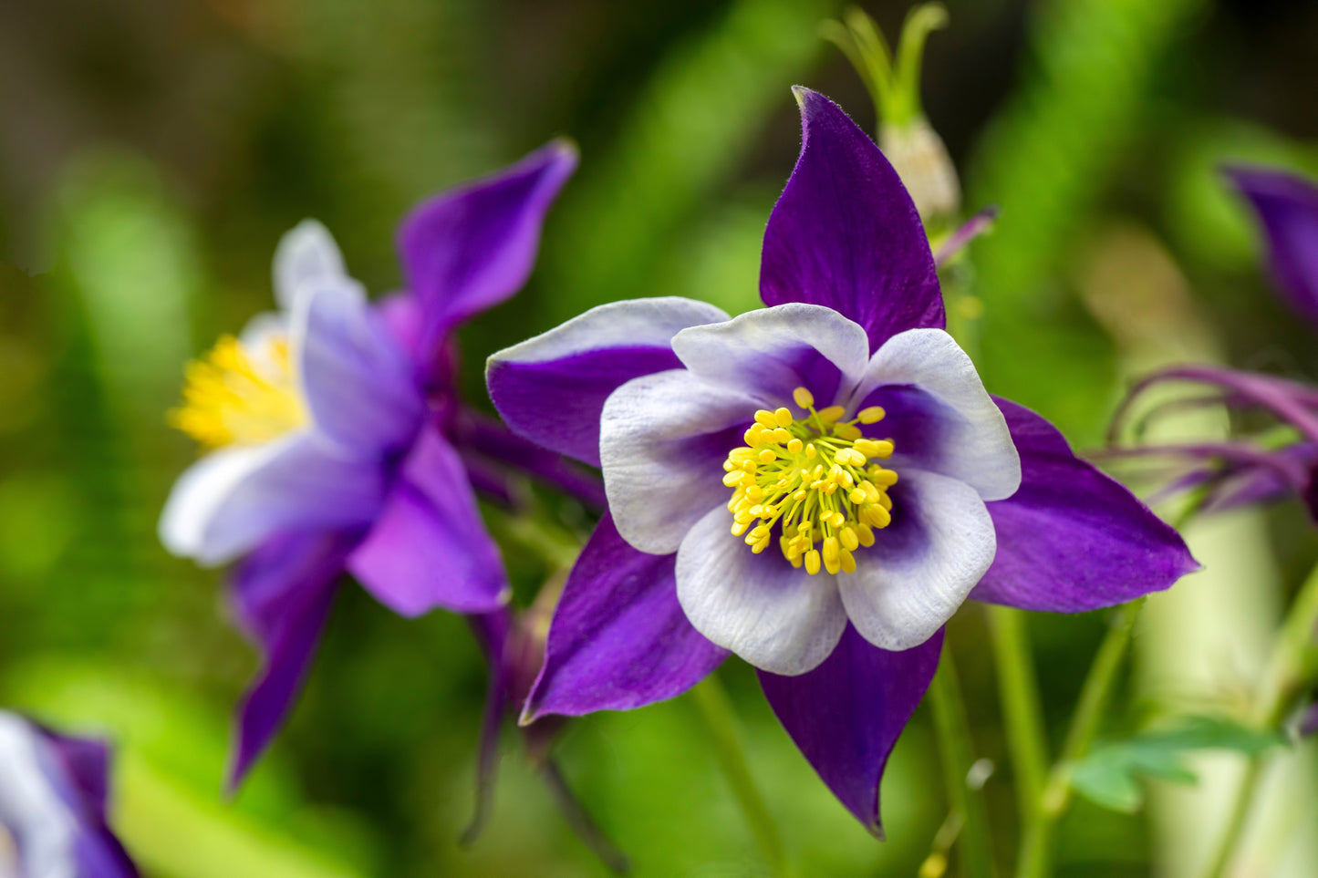 Aquilegia Giants Mix Seeds – Aquilegia caerulea - SHOP SEEDS
