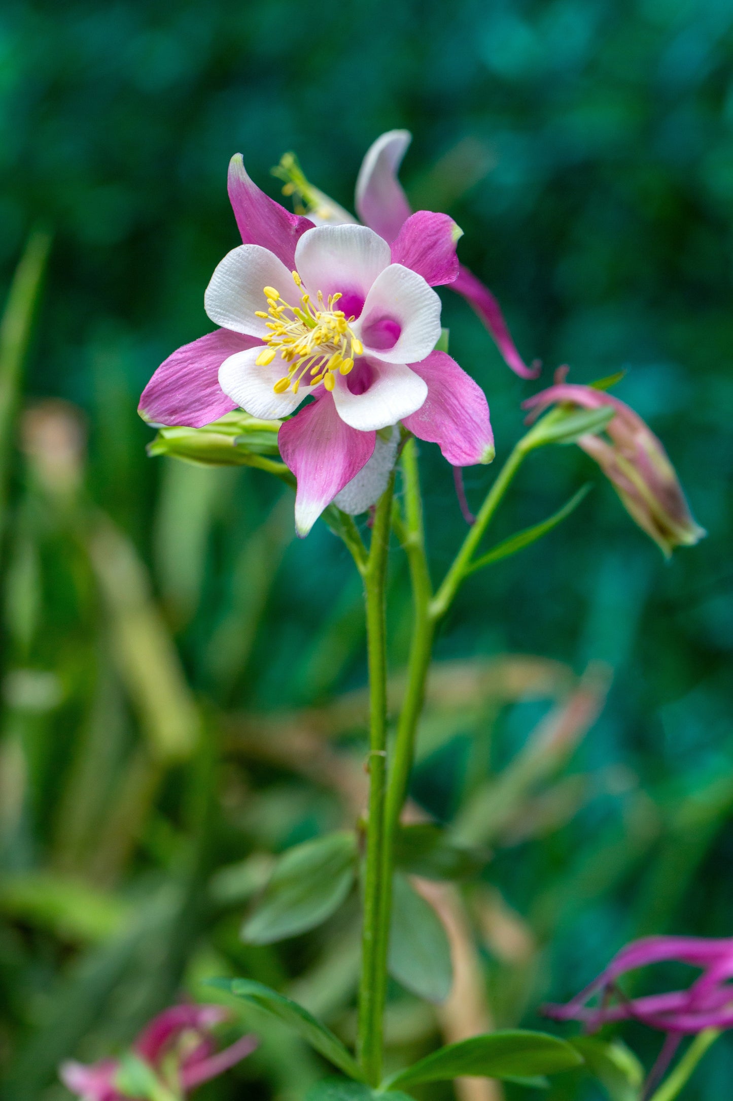 Aquilegia Giants Mix Seeds – Aquilegia caerulea - SHOP SEEDS