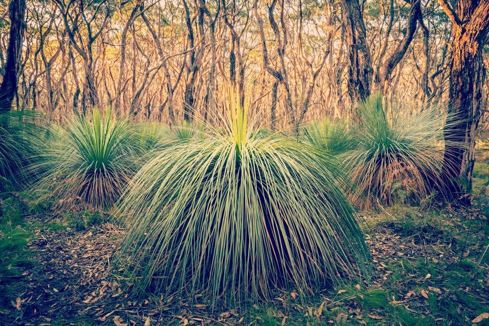 Australia Grass Tree Seeds – Xanthorrhoea preisii - SHOP SEEDS