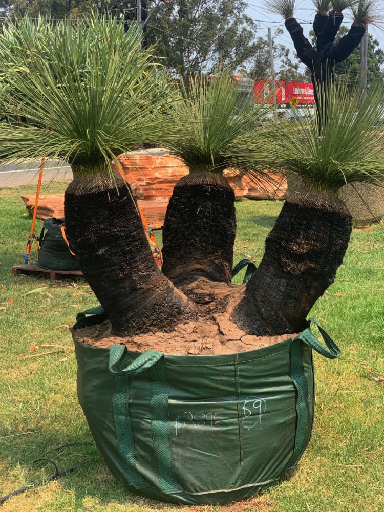 Australia Grass Tree Seeds – Xanthorrhoea preisii - SHOP SEEDS
