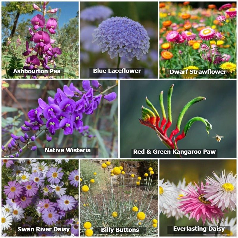 Australian Native Mixed Flower Seeds – Mixed Species - SHOP SEEDS
