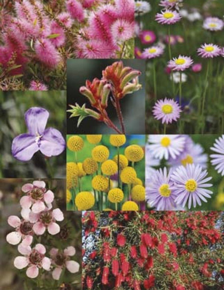 Australian Native Mixed Flower Seeds – Mixed Species - SHOP SEEDS