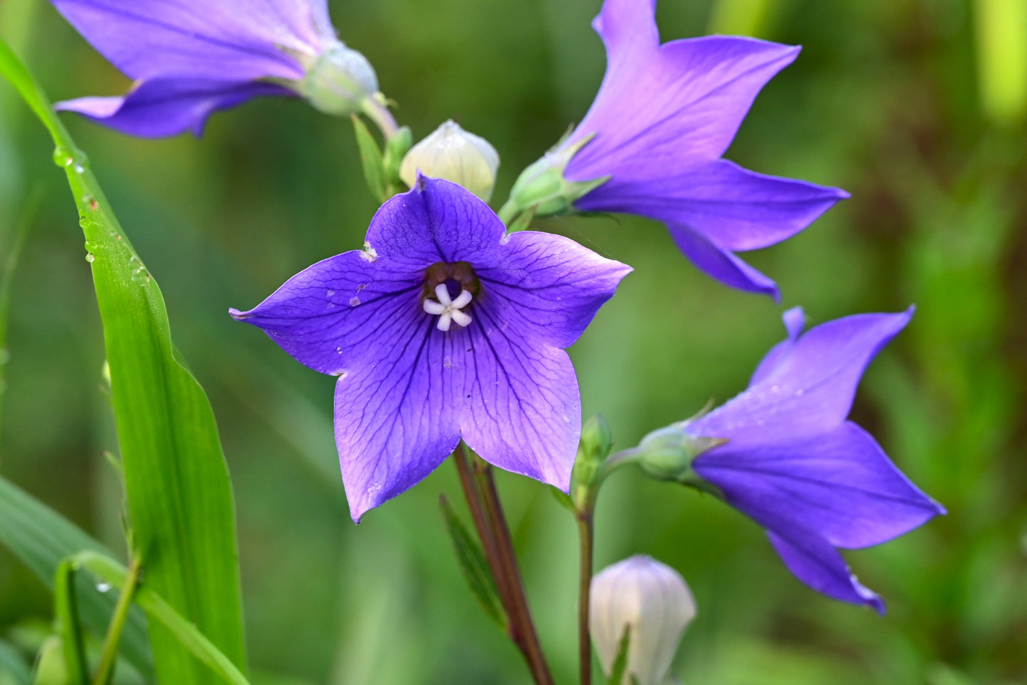 Balloon Flower – Tall Blue Seeds – Platycodon grandiflorus - SHOP SEEDS