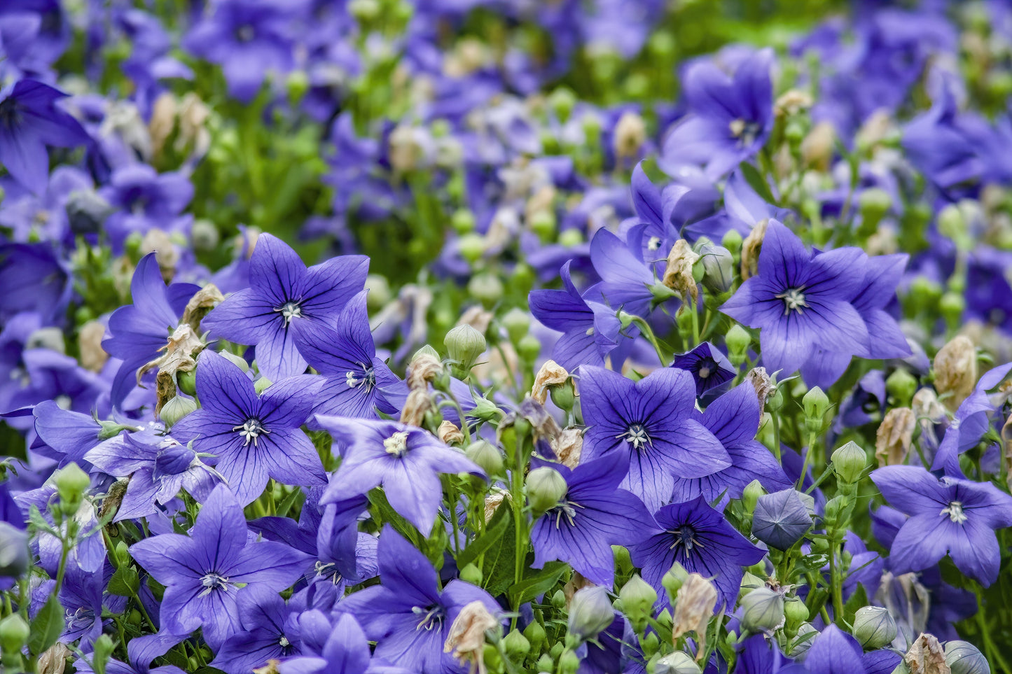 Balloon Flower – Tall Blue Seeds – Platycodon grandiflorus - SHOP SEEDS