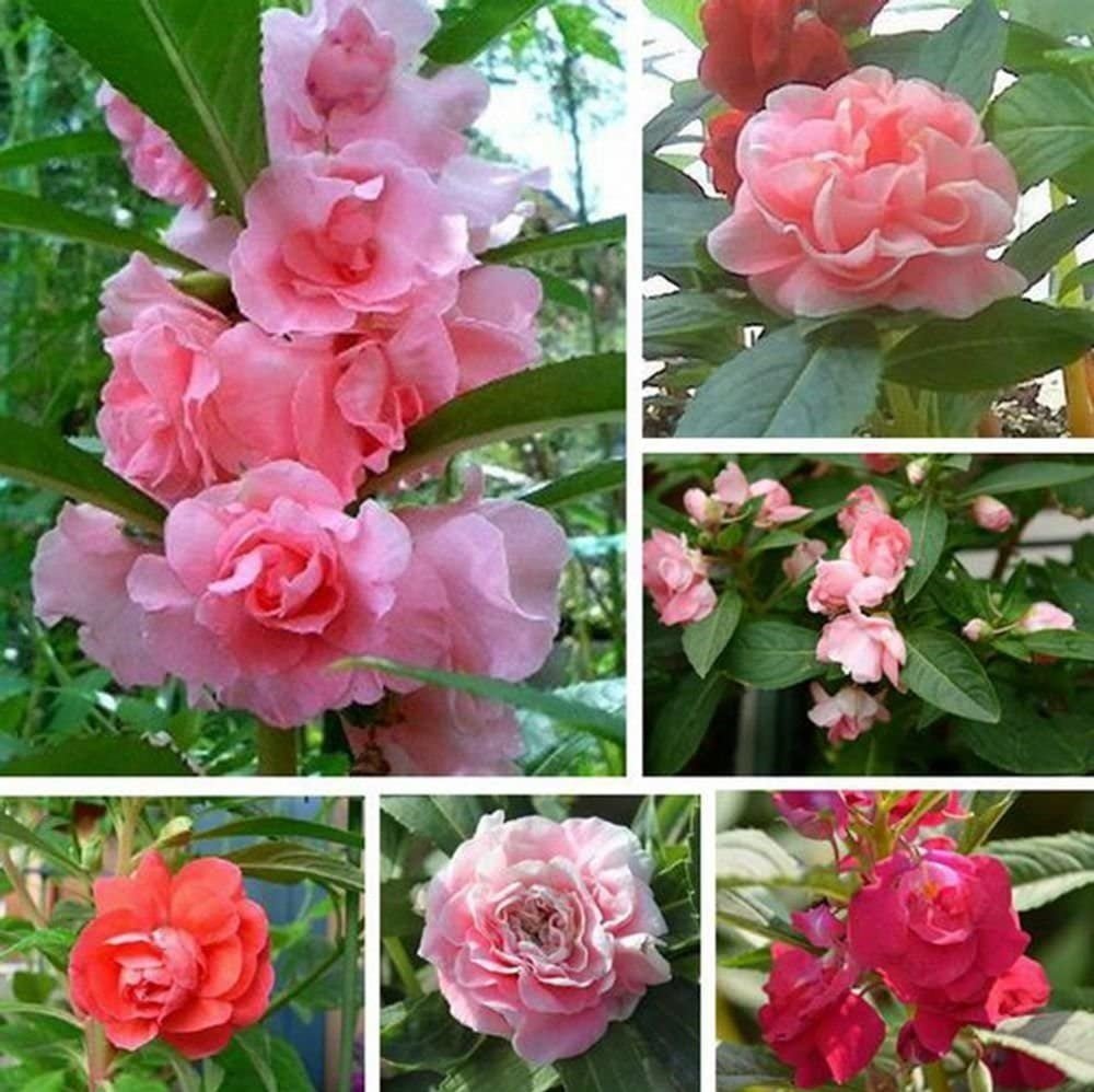 Balsam Extra Dwarf Tom Thumb Seeds – Impatiens balsamina - SHOP SEEDS