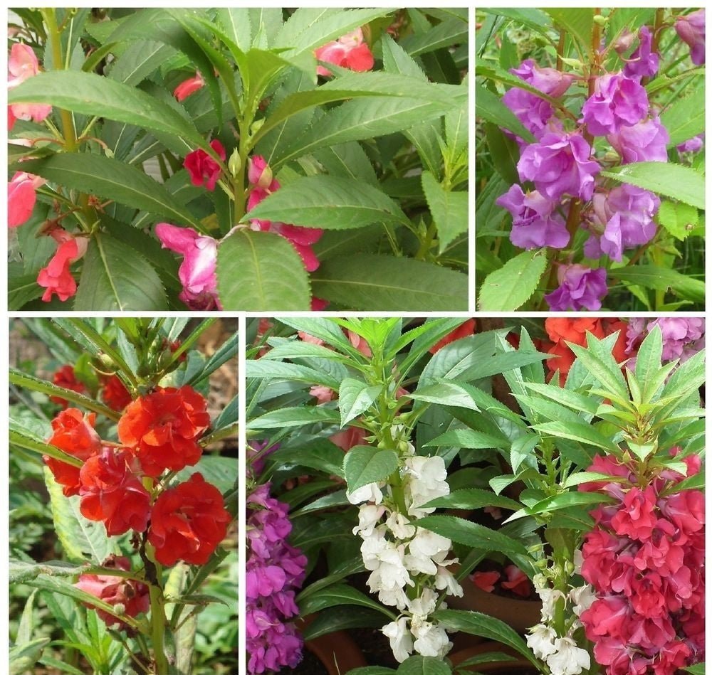 Balsam Extra Dwarf Tom Thumb Seeds – Impatiens balsamina - SHOP SEEDS