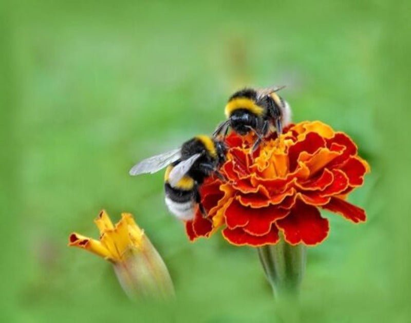 Bee and Butterfly Flowers Seed Mix – Mixed Varieties - SHOP SEEDS