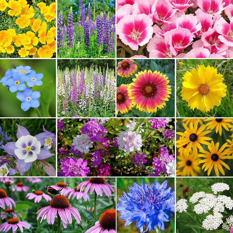 Bee and Butterfly Flowers Seed Mix – Mixed Varieties - SHOP SEEDS