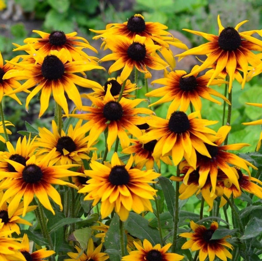 Black Eyed Susan Gloriosa Daisies Mix Seeds – Rudbeckia hirta - SHOP SEEDS