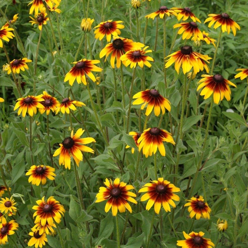 Black Eyed Susan Gloriosa Daisies Mix Seeds – Rudbeckia hirta - SHOP SEEDS