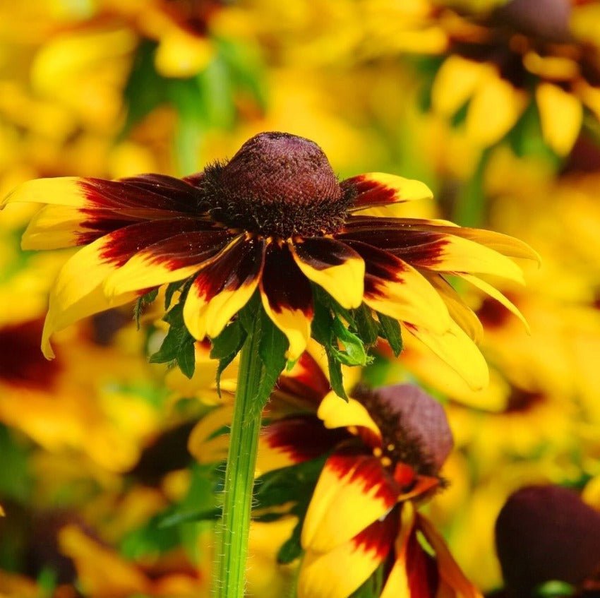 Black Eyed Susan Gloriosa Daisies Mix Seeds – Rudbeckia hirta - SHOP SEEDS