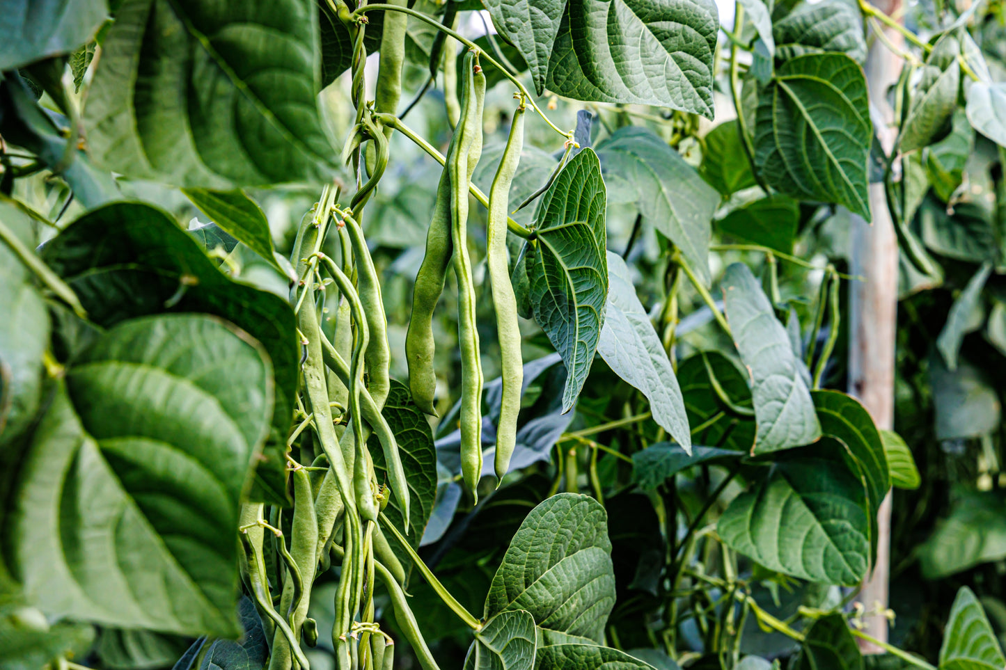 Bush Prestons Beans Seeds – Phaseolus vulgaris - SHOP SEEDS