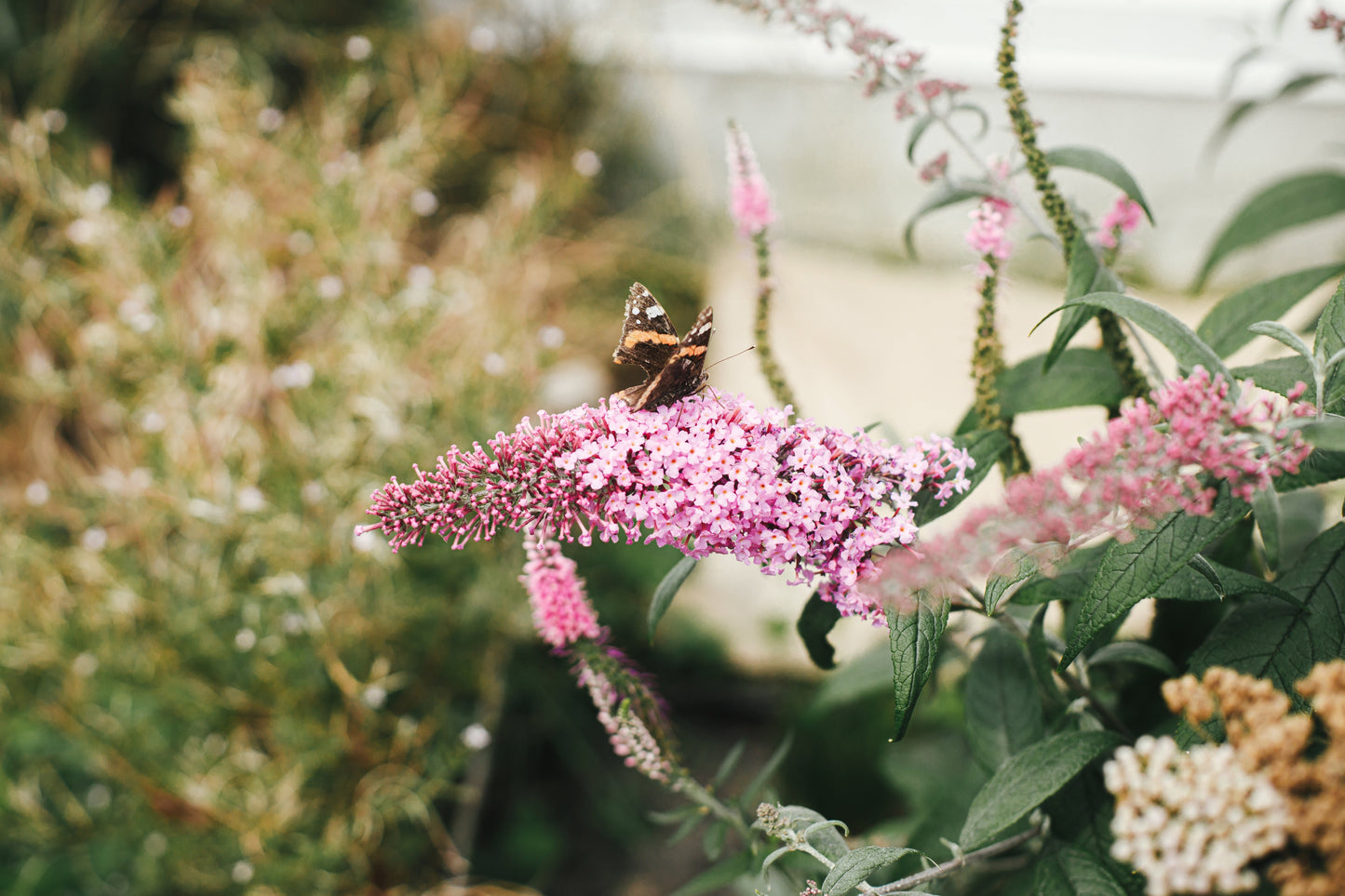 Butterfly Bush Flowers Seeds – Buddleja davidii - SHOP SEEDS