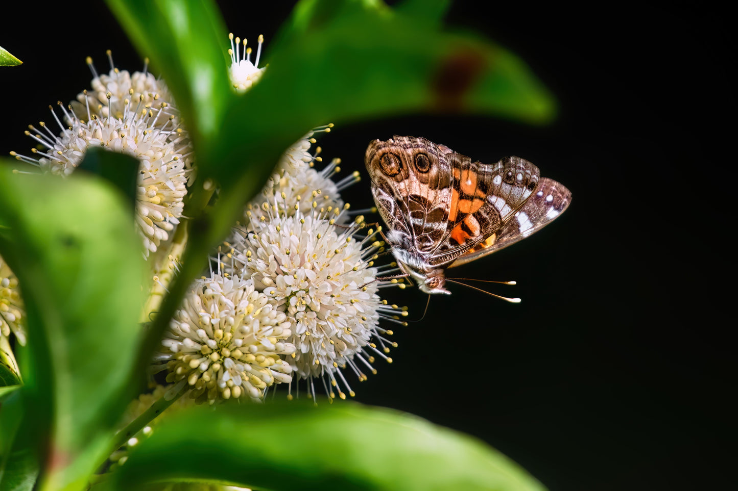 Butterfly Bush Flowers Seeds – Buddleja davidii - SHOP SEEDS