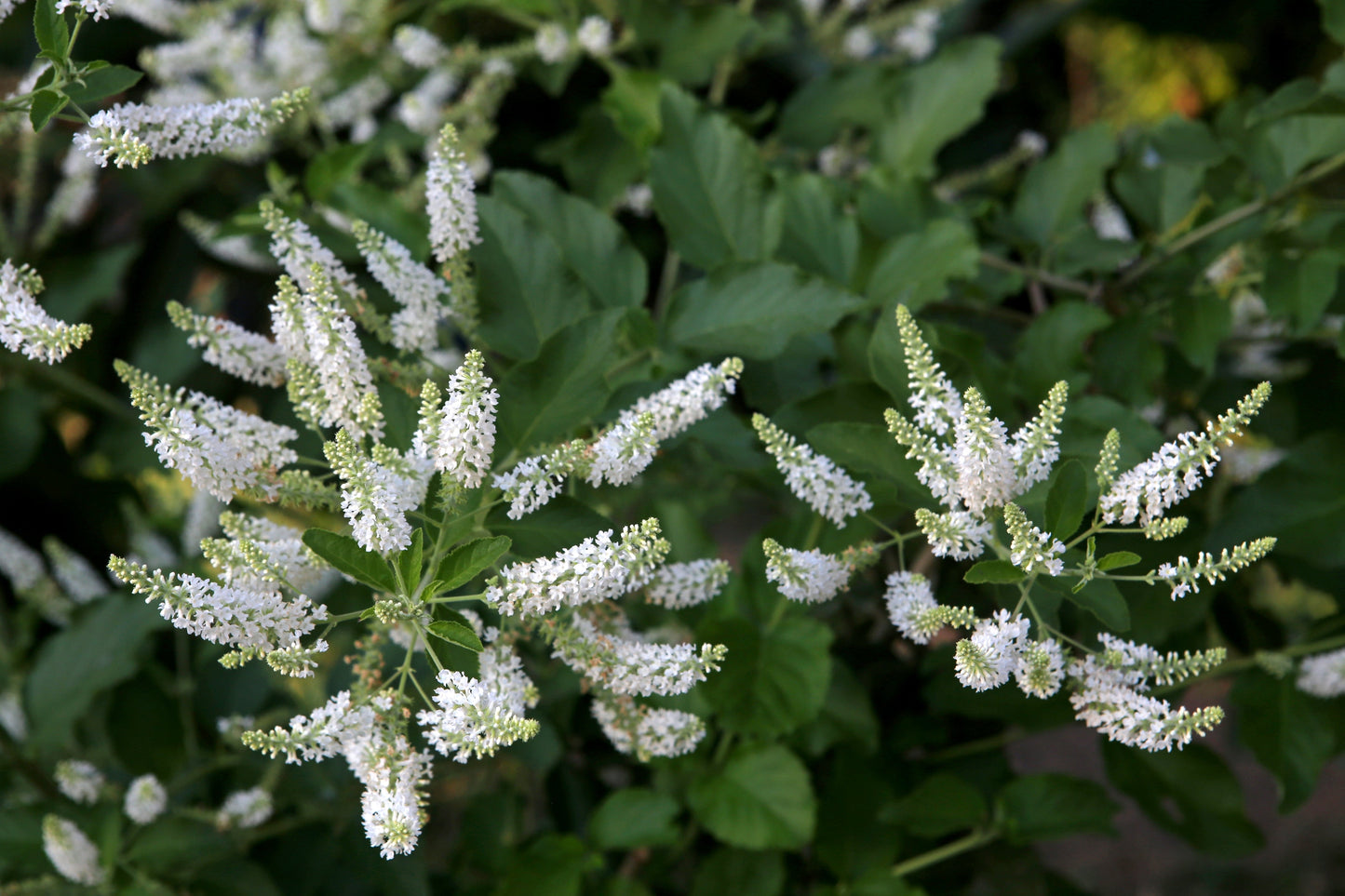 Butterfly Bush Flowers Seeds – Buddleja davidii - SHOP SEEDS
