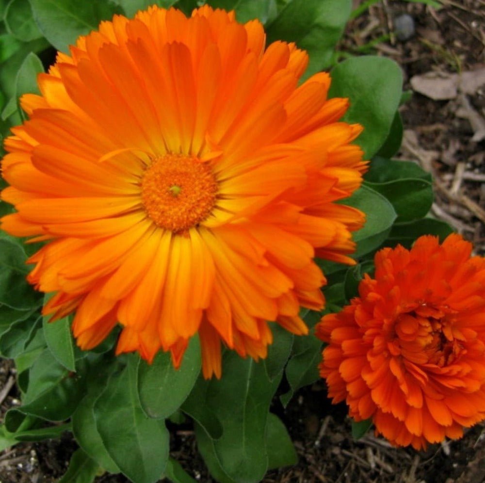 Calendula Mixed Shades Flower Seeds – Calendula officinalis - SHOP SEEDS