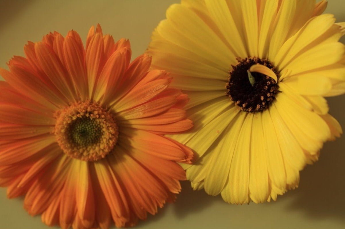 Calendula Mixed Shades Flower Seeds – Calendula officinalis - SHOP SEEDS