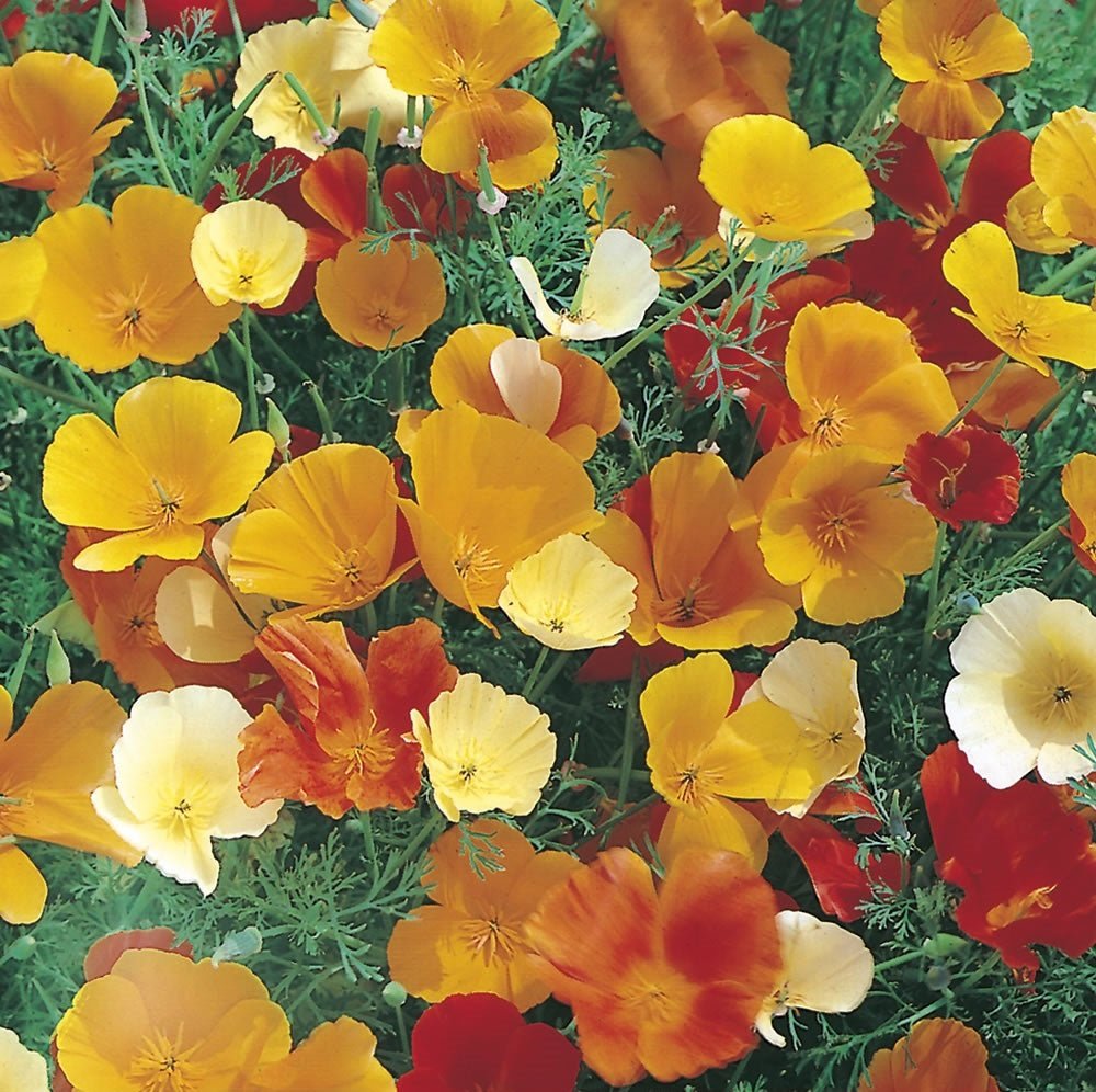 Californian Poppy Seeds Single Mix – Eschscholzia californica - SHOP SEEDS