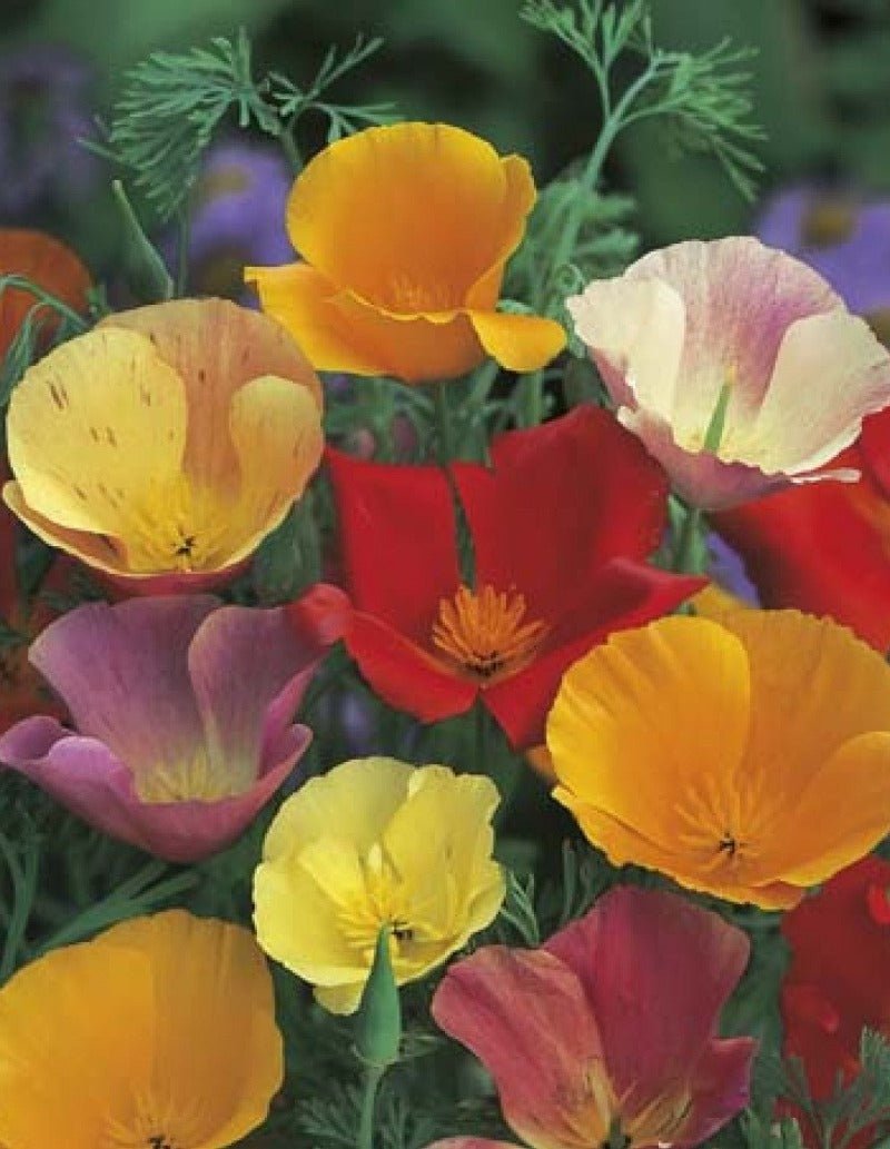Californian Poppy Seeds Single Mix – Eschscholzia californica - SHOP SEEDS