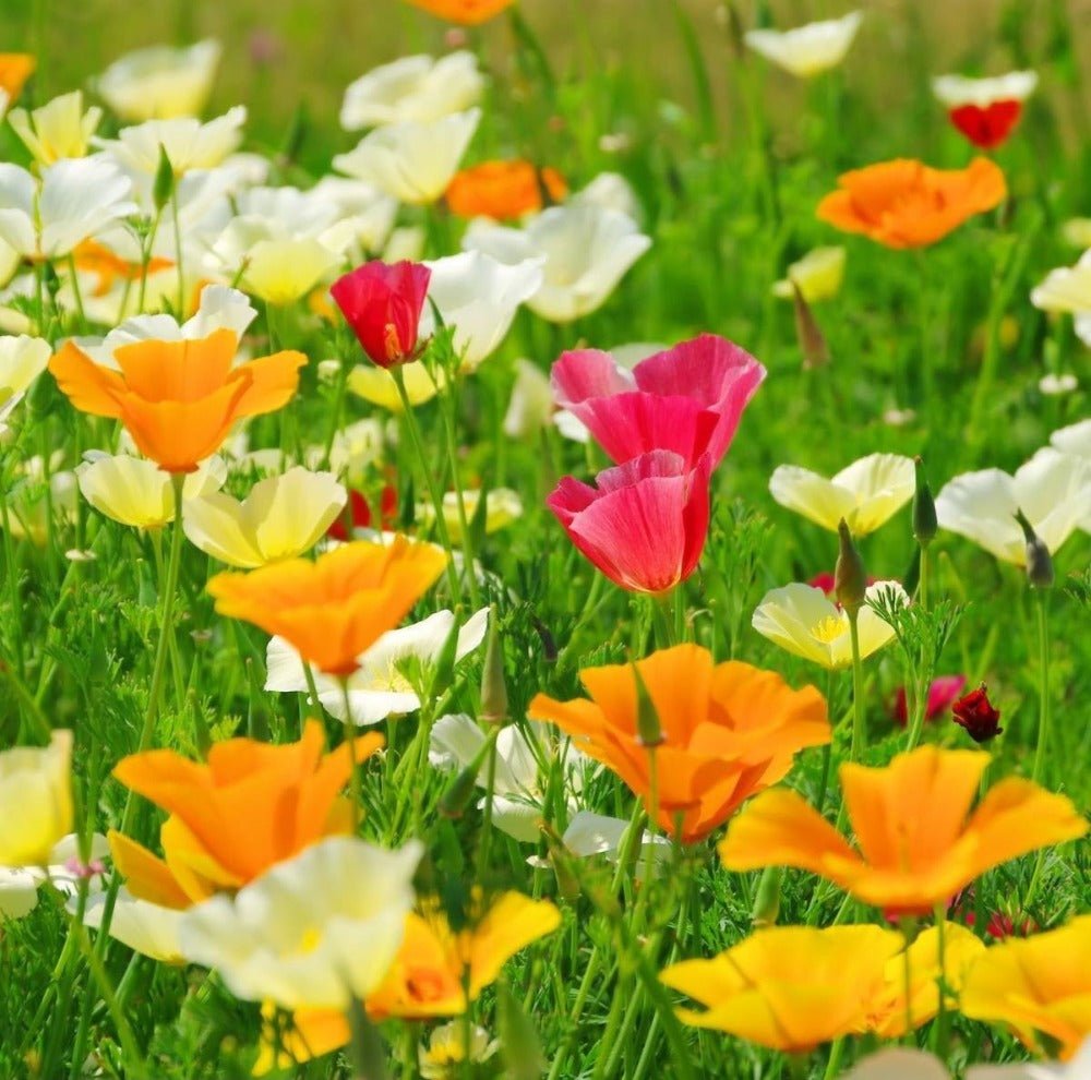Californian Poppy Seeds Single Mix – Eschscholzia californica - SHOP SEEDS