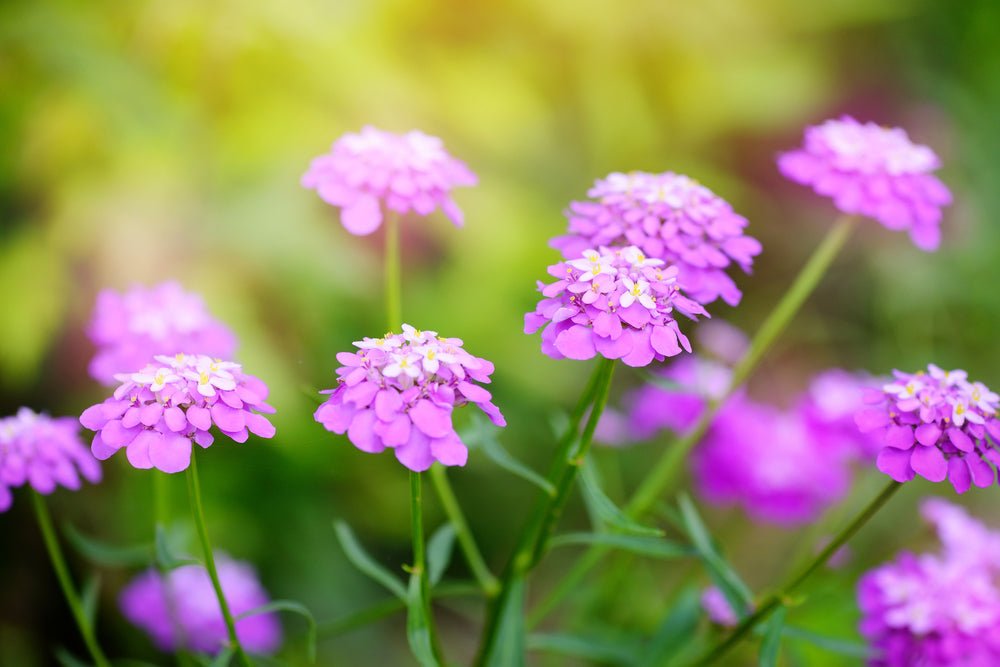 Candytuft Fairy Mix Seeds – Iberis umbellata - SHOP SEEDS