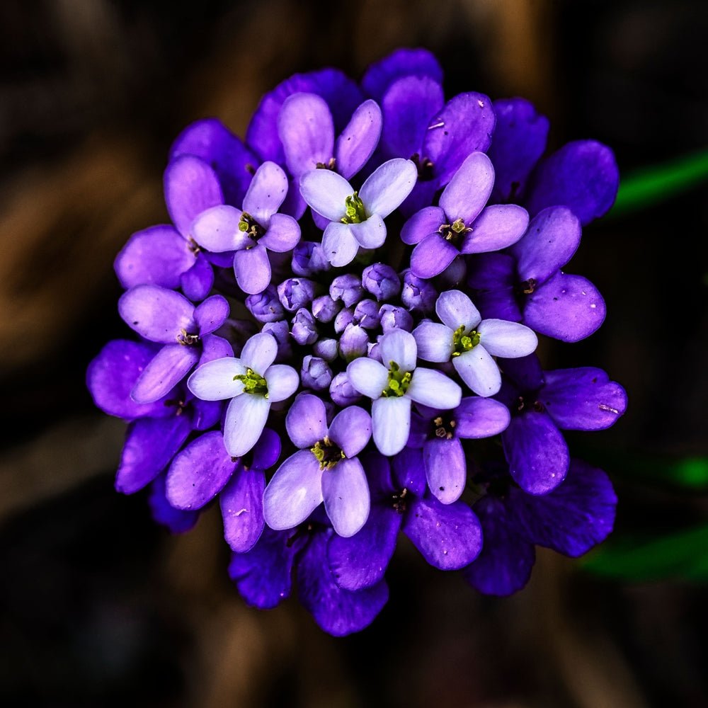 Candytuft Fairy Mix Seeds – Iberis umbellata - SHOP SEEDS