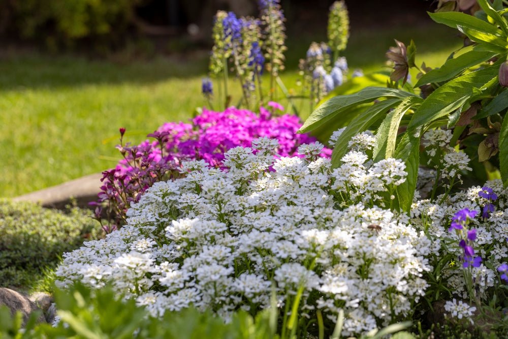 Candytuft Fairy Mix Seeds – Iberis umbellata - SHOP SEEDS