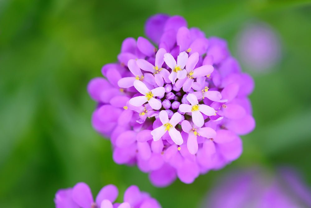 Candytuft Fairy Mix Seeds – Iberis umbellata - SHOP SEEDS