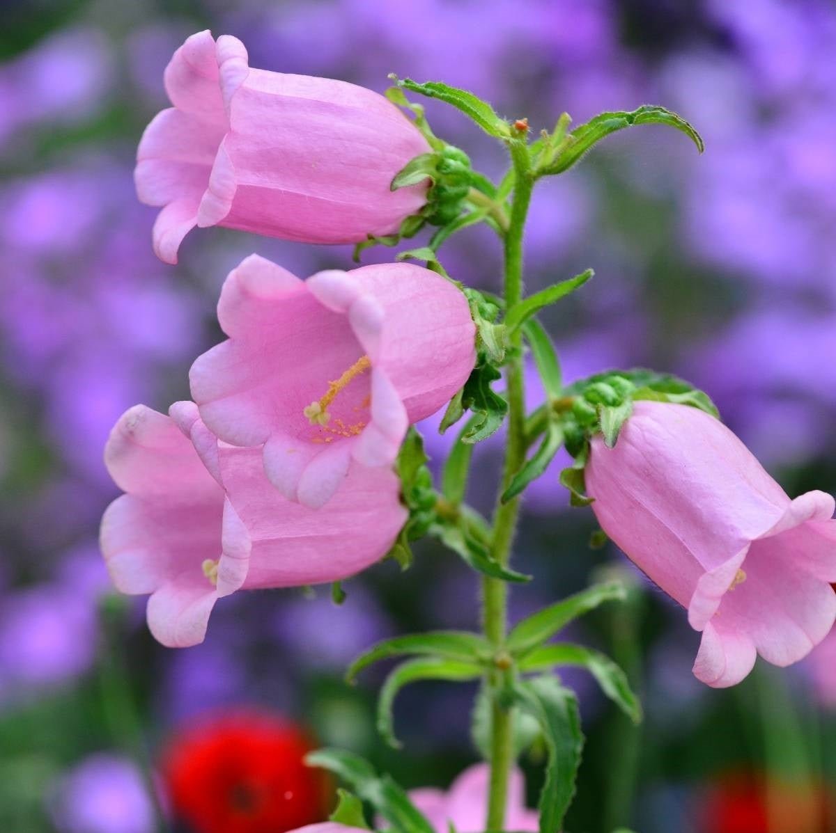 Canterbury Bells - Cup and Saucer Flower Mix Seeds – Campanula calycanthema - SHOP SEEDS