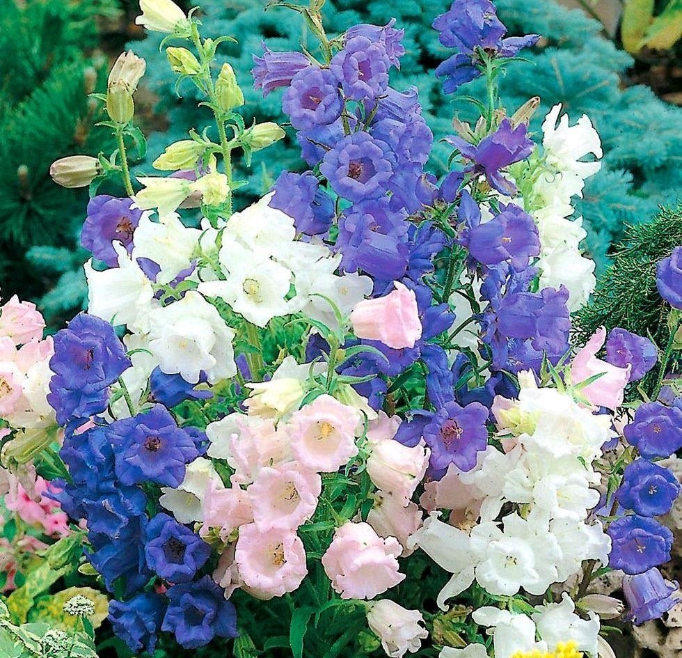 Canterbury Bells - Cup and Saucer Flower Mix Seeds – Campanula calycanthema - SHOP SEEDS