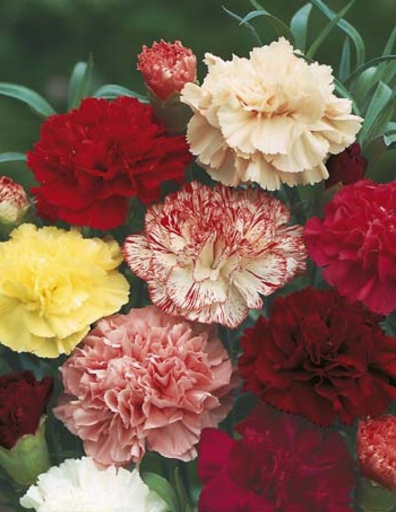Carnation Finest Choice Double Mixed Flower Seeds – Dianthus caryophyllus - SHOP SEEDS