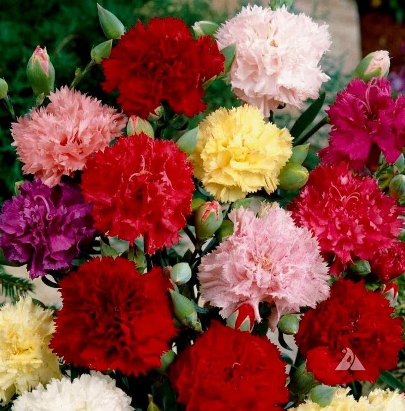 Carnation Finest Choice Double Mixed Flower Seeds – Dianthus caryophyllus - SHOP SEEDS