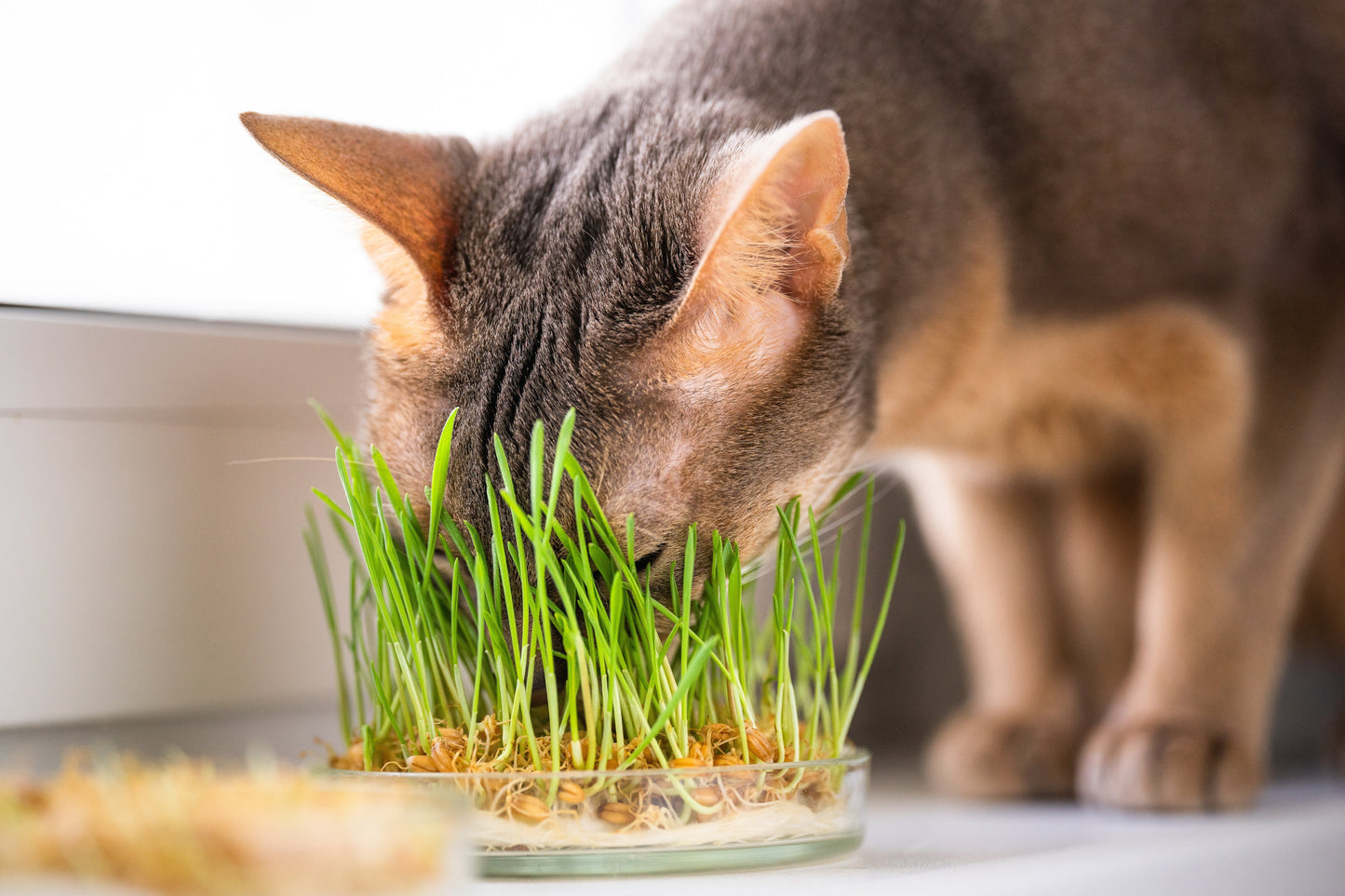Cat Grass Seeds – Dactylis glomerata (Cocksfoot Grass) - SHOP SEEDS