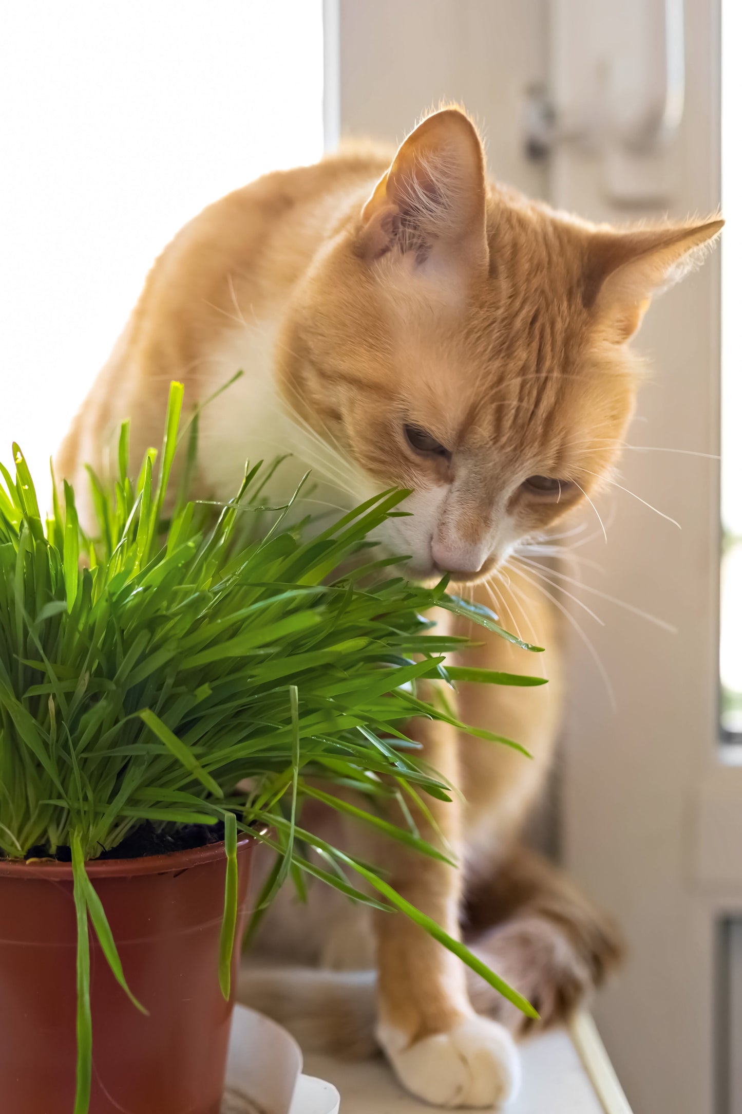 Cat Grass Seeds – Dactylis glomerata (Cocksfoot Grass) - SHOP SEEDS