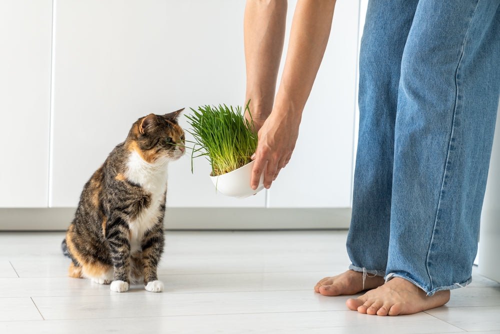 Cat Grass Seeds – Dactylis glomerata (Cocksfoot Grass) - SHOP SEEDS