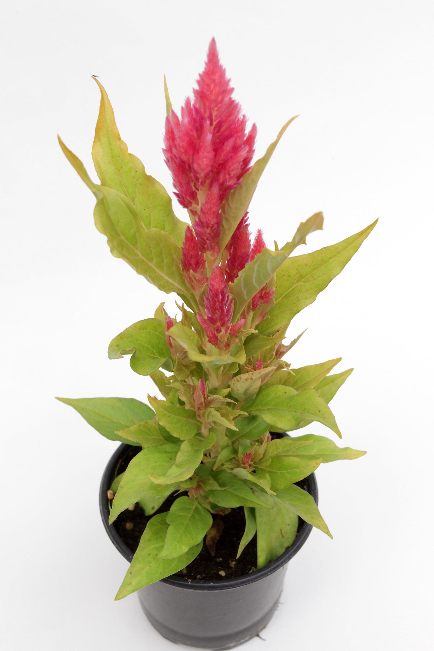 Celosia Flamingo Feather Seeds – Celosia spicata - SHOP SEEDS