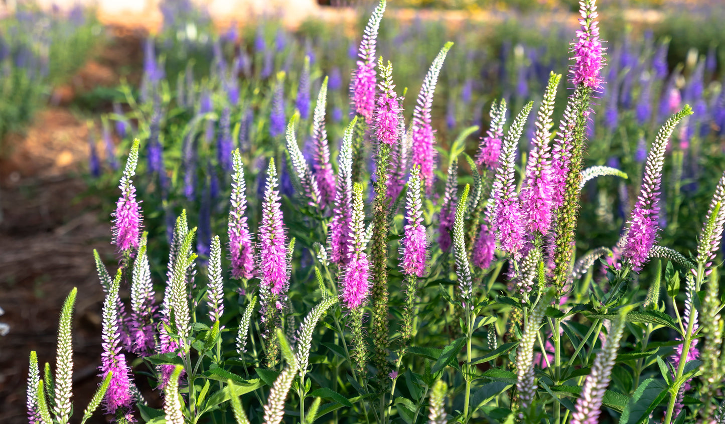 Celosia Flamingo Feather Seeds – Celosia spicata - SHOP SEEDS