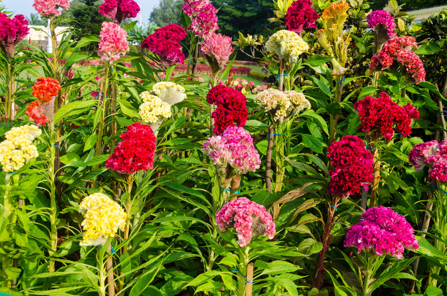 Celosia Scarlet Plume Seeds – Celosia plumosa - SHOP SEEDS