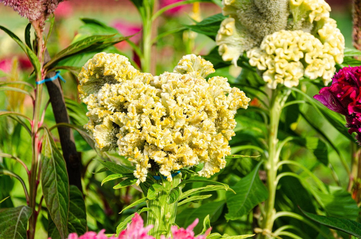 Celosia Scarlet Plume Seeds – Celosia plumosa - SHOP SEEDS